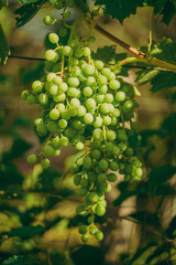 Close-up image of ripe bunch of green grapes
