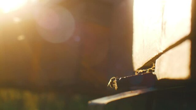 Background with beehives. Beehives with honey bees on green grass. bees come back from honey collection and fly into beehive's entrance. Bees returning to beehives against setting sun.
