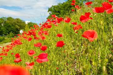 Les Coquelicots rouges 