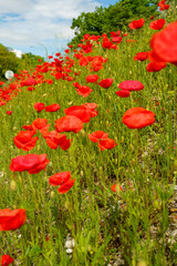 Les Coquelicots rouges 