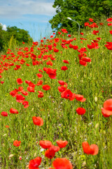 Les Coquelicots rouges 
