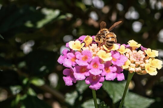 Bee sitting on Lantana camara 'Fabiola'