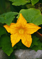 Beautiful male squash yellow flower with leaves.Organic vegetable flowers blossom growth in garden. Selective focus.