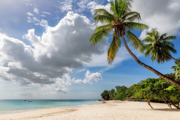 Coconut palm trees on beautiful beach, Mahe island, Seychelles.