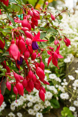 Fleurs Fuchsia