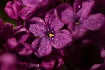 Beautiful Lilac flowers are very close up. Bright Purple Lilac Floral background.