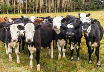 Hereford Young Cattle