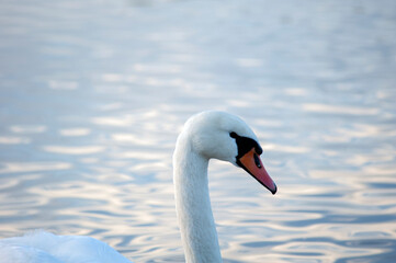 Fototapeta premium portrait of the head of a swan eating food on the shore