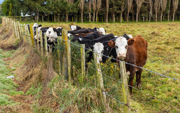 Young Herd of Herfords At Fenece.DNG