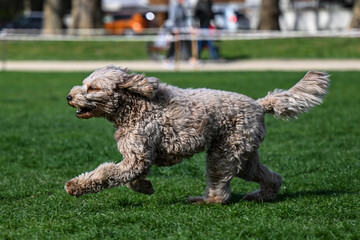running labradoodle in the park