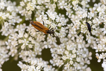 Habitat for insects, wildflowers and herbs in rural garden.