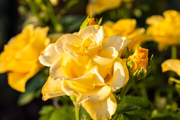 Roses in different hues in natural light