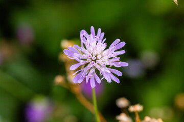 Habitat for insects, wildflowers and herbs in rural garden.