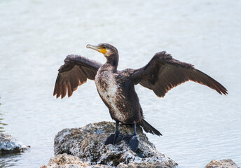 Great cormorant, Phalacrocorax carbo, sits on stone and dries its wings on the wind.