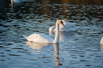 A white majestic swan floats in front of a wave of water. Young swan in the middle of the water. Drops on a wet head.