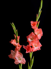 Gladiolus flowers, multi-flowered inflorescence, colorful spiky decorative plant, close-up on a black background in full bloom