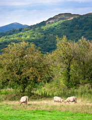Obraz premium Sheep grazing on a meadow,near to Malvern Hills,Herefordshire,England,United Kingdom.