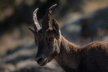 Close up mountain goat