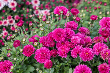 pink chrysanthemums close-up. natural flower background