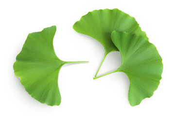 Green ginkgo biloba leaves isolated on white background. Top view. Flat lay