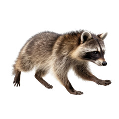 a Racoon, full body, walking, side 3/4 view, in a PNG, in a Nature-themed, isolated, and transparent photorealistic illustration. Generative ai