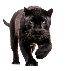 a Black Jaguar, forward aggressive action, full body, frontal view,  in a Nature-themed, illustration in a PNG, cutout, and isolated. Generative ai