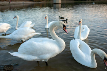 White swan onlake shore. Swan on beach. Swan on shore