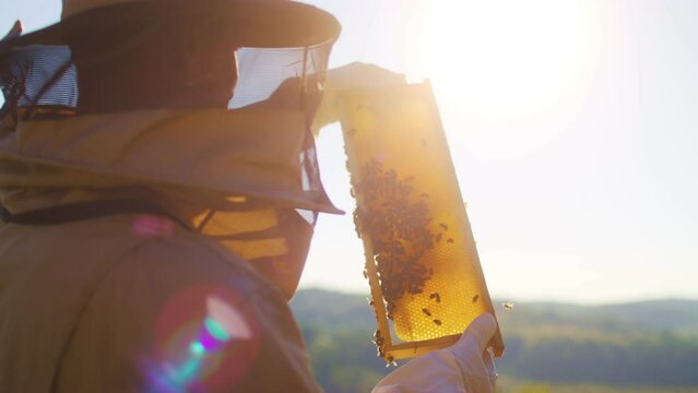 Beekeeper is holding up wooden frame with bees to control situation in bee colony. Farmer in protective suit working on bee field. Worker carring out bee hives. Man working in apiary. Apiculture.