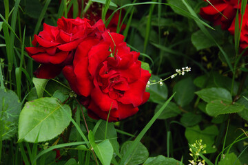 Beautiful flowers in the garden