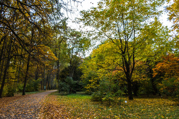 Naklejka premium colorful autumn trees in the park. beautiful autumn landscape
