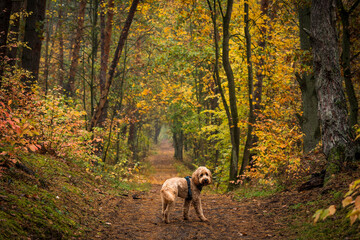 dog in the woods in autumn