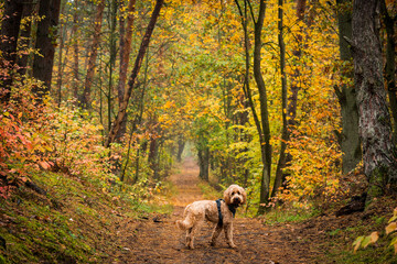 dog in the woods looking back