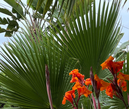 Canna lilies, fan palm leaves and bird of paradise plant
