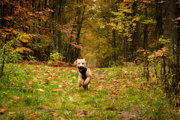 dog running joyfully in the forest in autumn