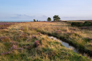 Yorkshire moors with heather in evening light.
