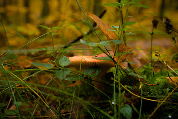 mushroom hiding in the forest
