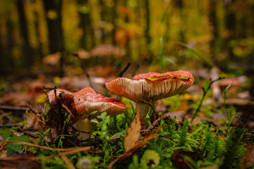 mushrooms in the autumn forest