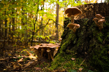 mushrooms in the forest at fall