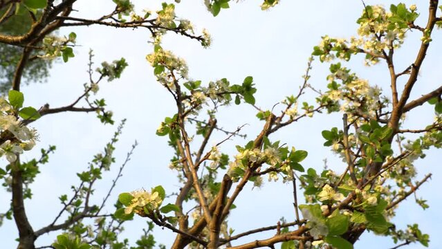 blossomed plum tree in spring time