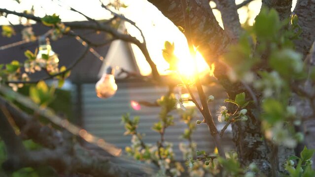Decorated flowering plum tree with lamps and beautiful sunset in garden.