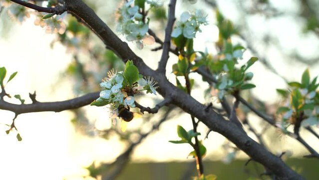 blossomed plum tree with bumblebee