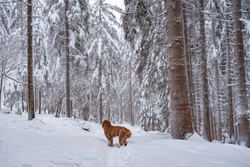 dog walking in snow forest