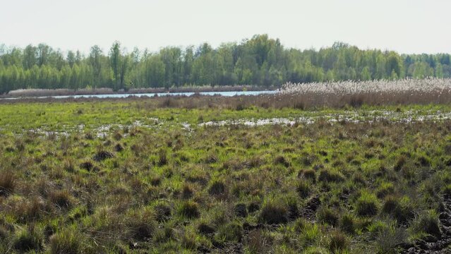 Wetland with grass, water and birches, and a bird of prey