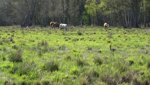 cows in the wetland meadow