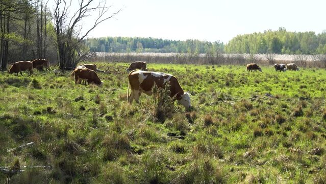 cows in the wetland meadow