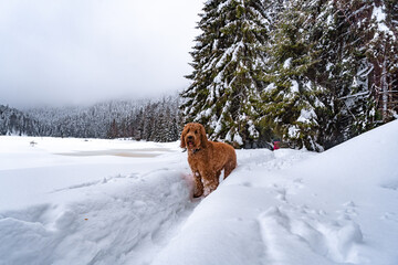 dog on path in snow in forest