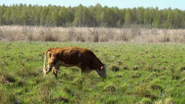 Cow in the field of a wetland