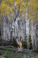 Fototapeta premium Young Buck in a birch forest