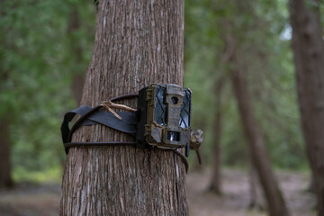 Outdoor wildlife surveillance camera attached to a tree trunk in the forest. Selective focus,...