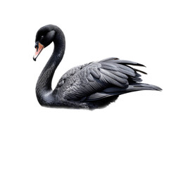 a Black swan floating side view in a Wildlife-themed, photorealistic illustration in a PNG, cutout, and isolated. Generative AI